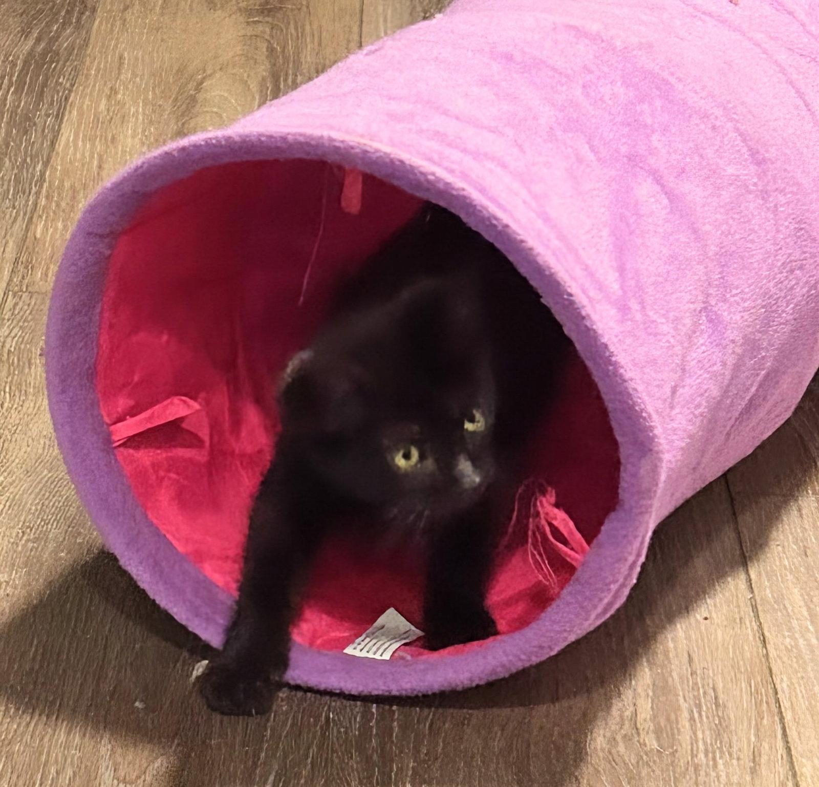 Cayenne 2.15.26, Adoptable, Kitten Female Domestic Short Hair.
