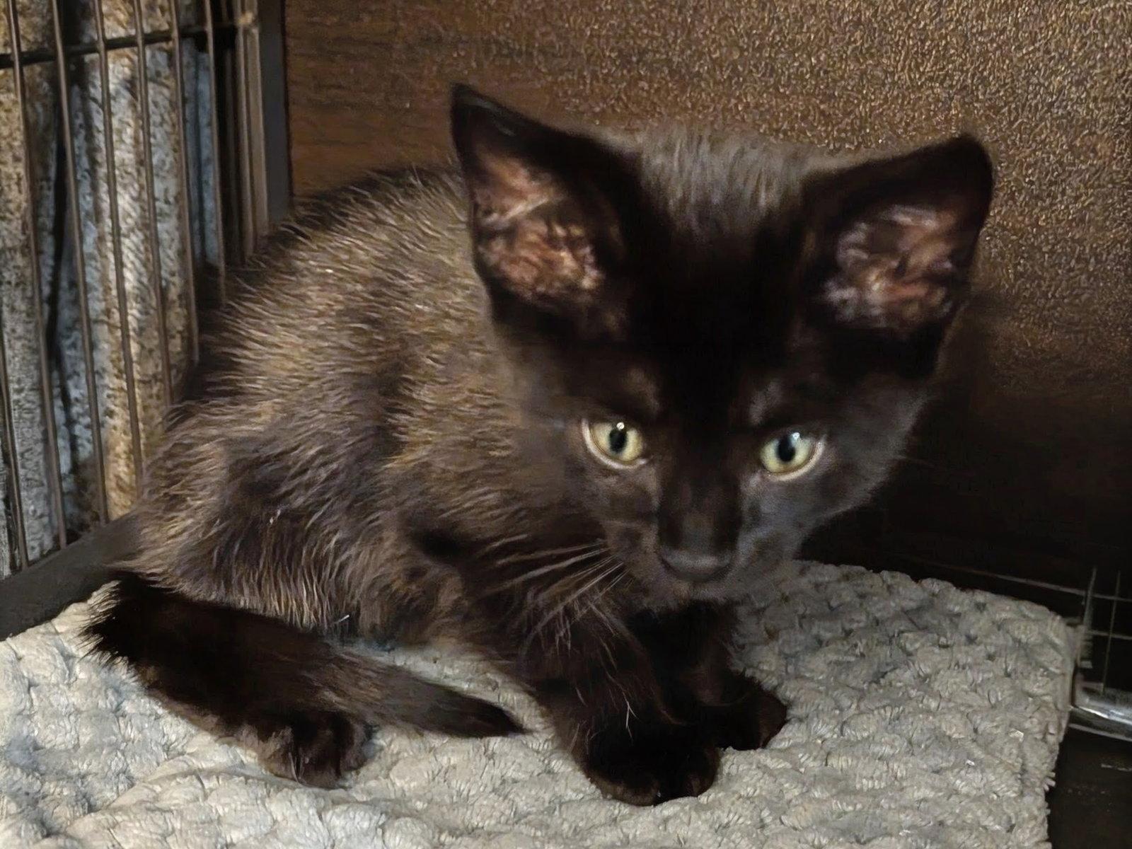 Enlarge Cayenne 2.15.26, a Adoptable Domestic Short Hair in Apopka, FL image 2/2