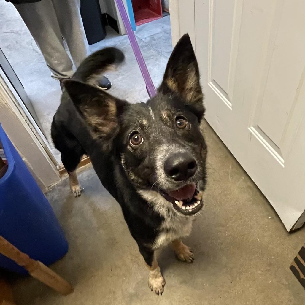 Darling, a Adoptable Cattle Dog in Oak Hill, WV image 1/4