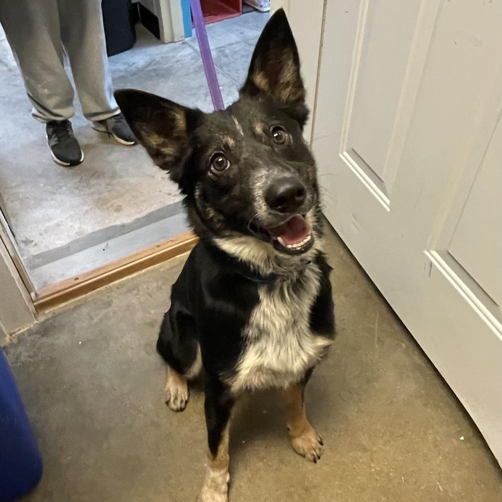 Darling, a Adoptable Cattle Dog in Oak Hill, WV image 3/4