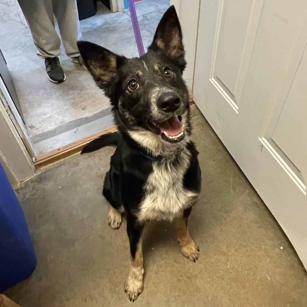 Darling, a Adoptable Cattle Dog in Oak Hill, WV image 4/4