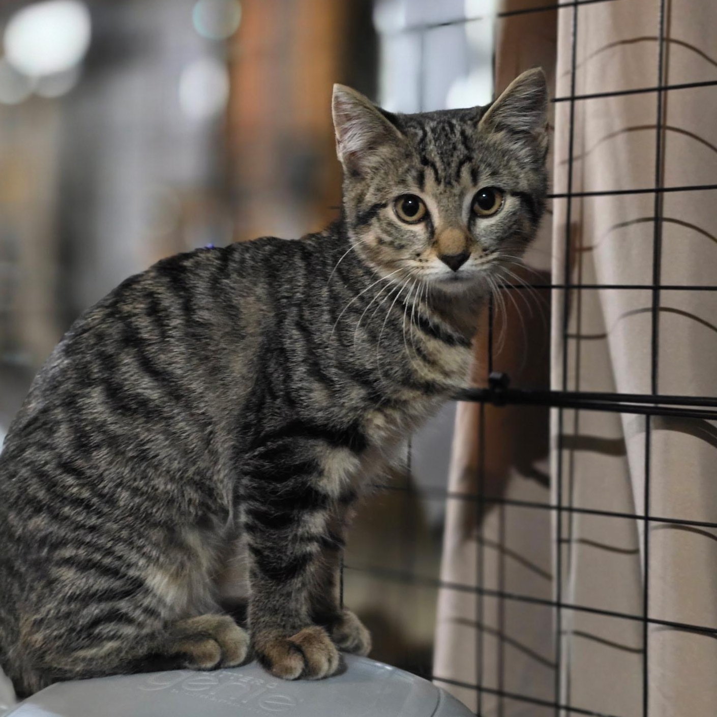 Enlarge Shelby, a ADOPTABLE Tabby in Woodbridge, NJ image 1/5