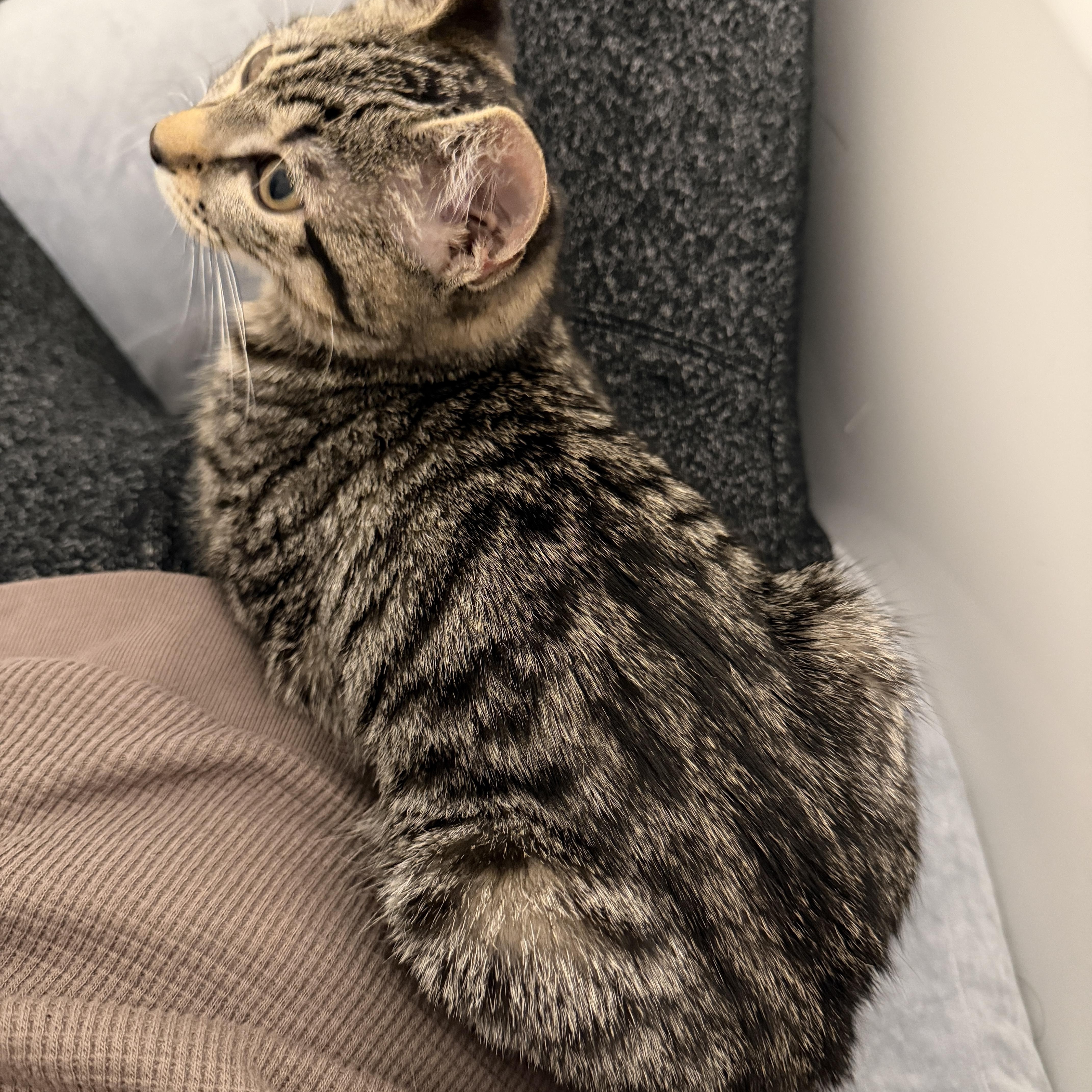 Enlarge Shelby, a ADOPTABLE Tabby in Woodbridge, NJ image 2/5