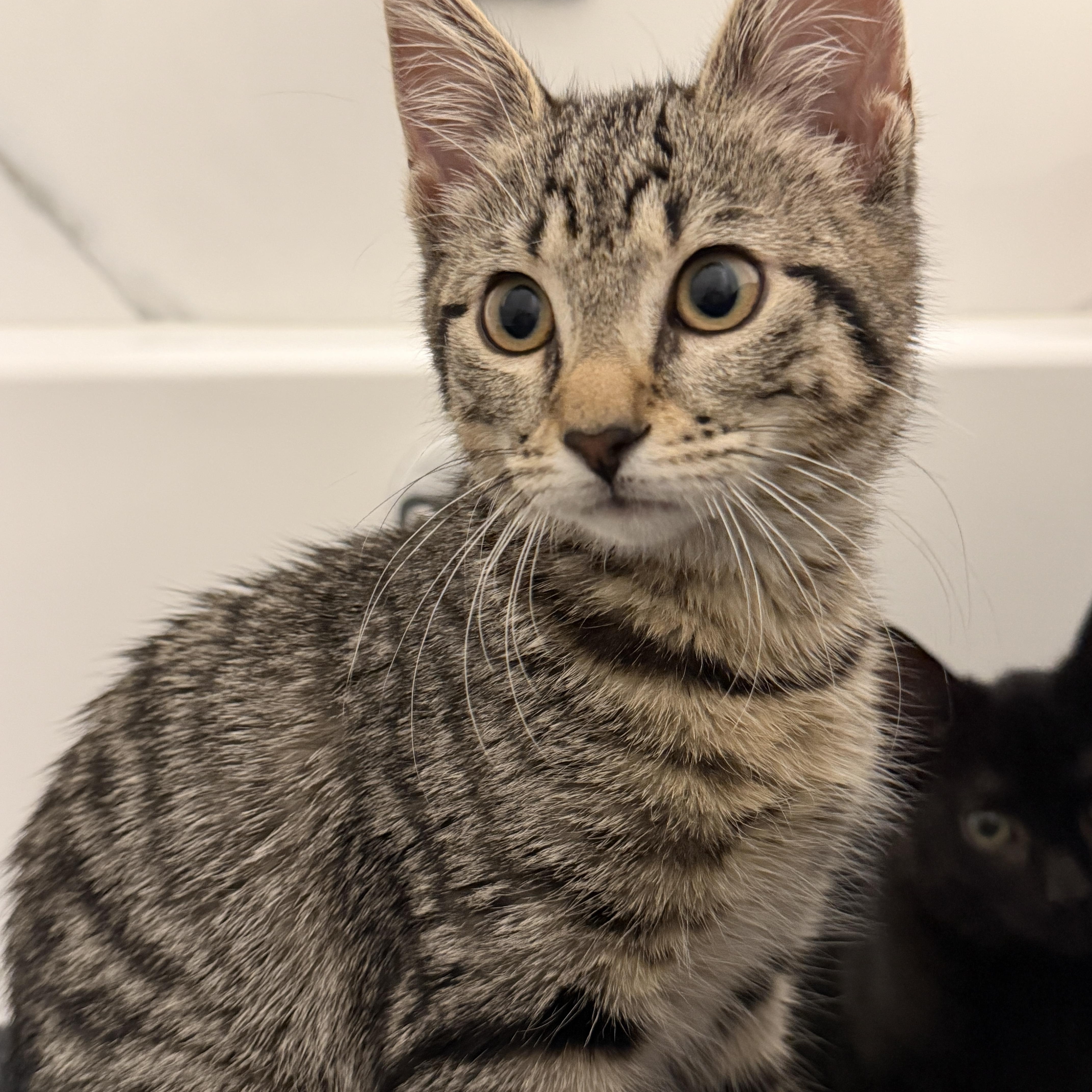 Enlarge Shelby, a ADOPTABLE Tabby in Woodbridge, NJ image 3/5