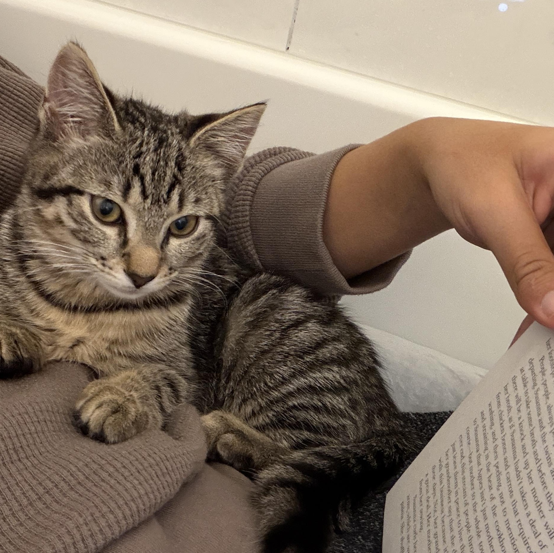 Enlarge Shelby, a ADOPTABLE Tabby in Woodbridge, NJ image 4/5