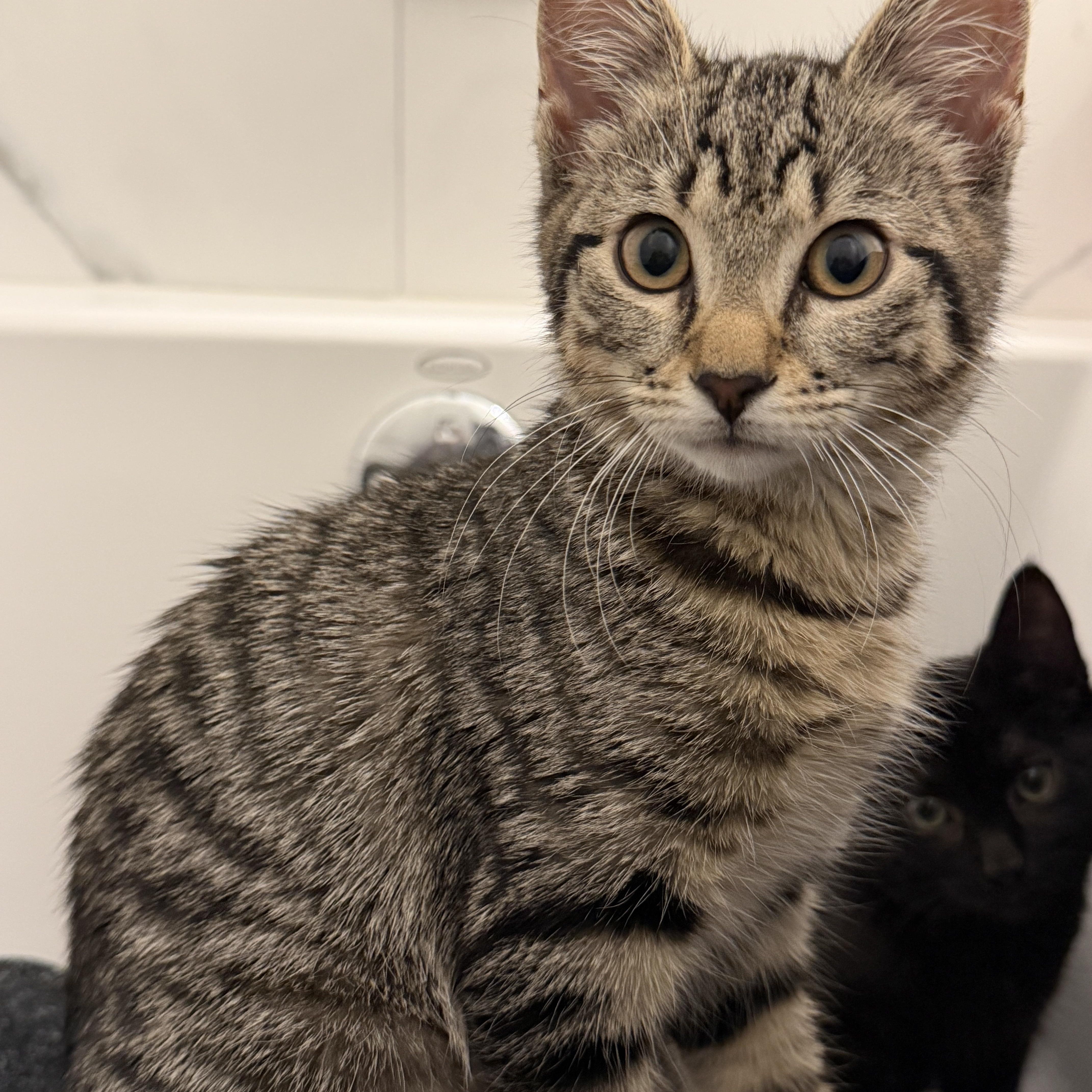 Enlarge Shelby, a ADOPTABLE Tabby in Woodbridge, NJ image 5/5