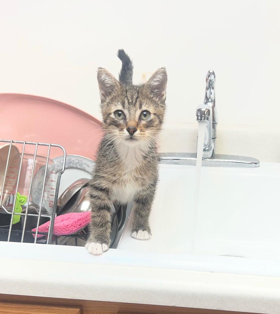 Enlarge Binx, a Adopted mixed breed in Logan, UT image 1/1