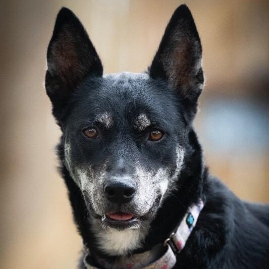 Trixie Snuggles — thumbnail 3