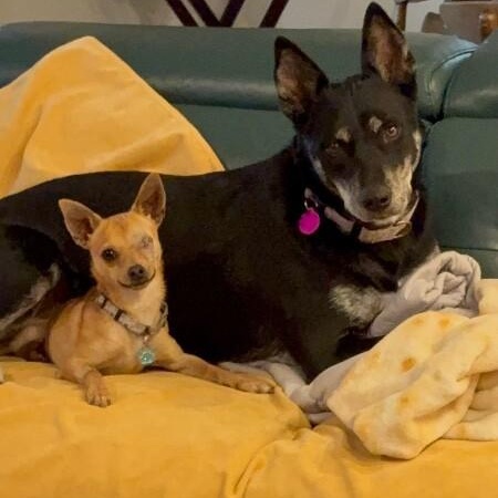 Trixie Snuggles — thumbnail 4