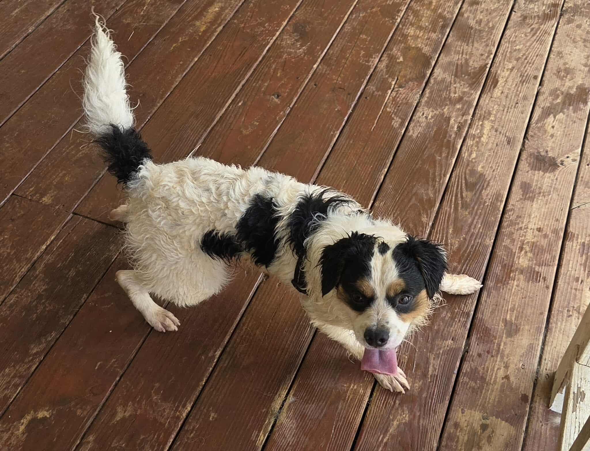 Kale-Foster Home Needed