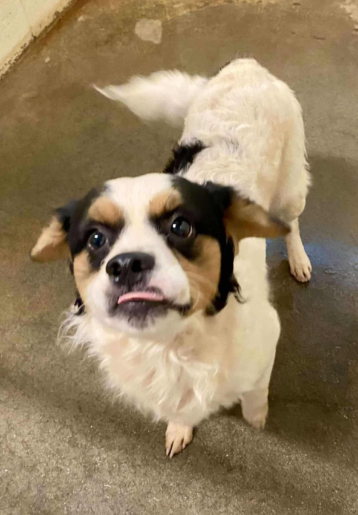 Kale-Foster Home Needed