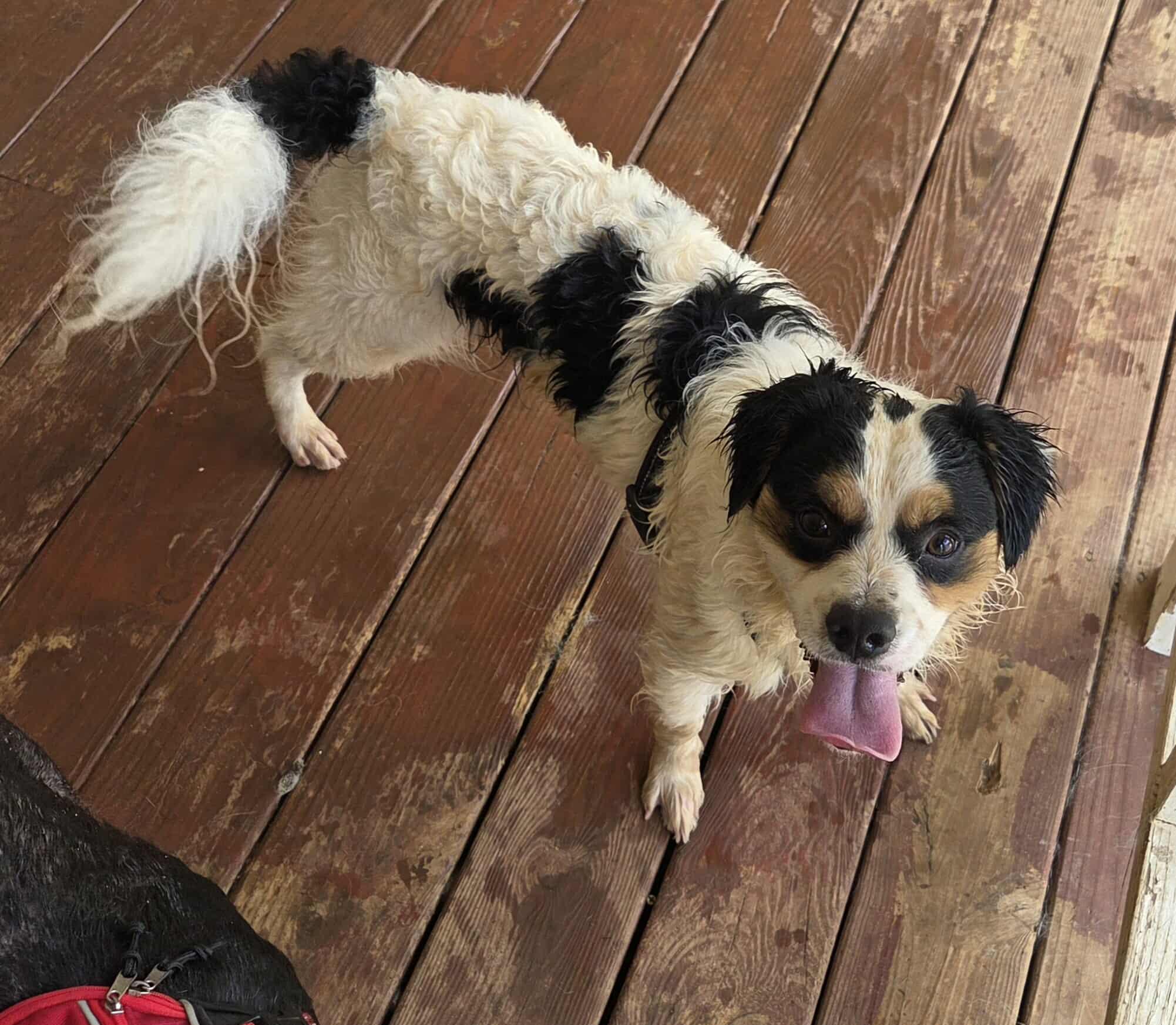 Kale-Foster Home Needed