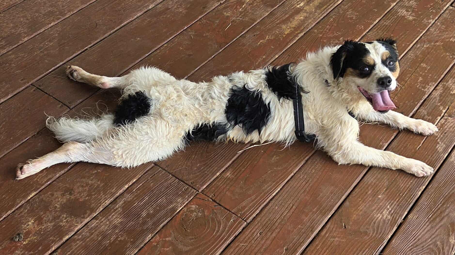 Kale-Foster Home Needed
