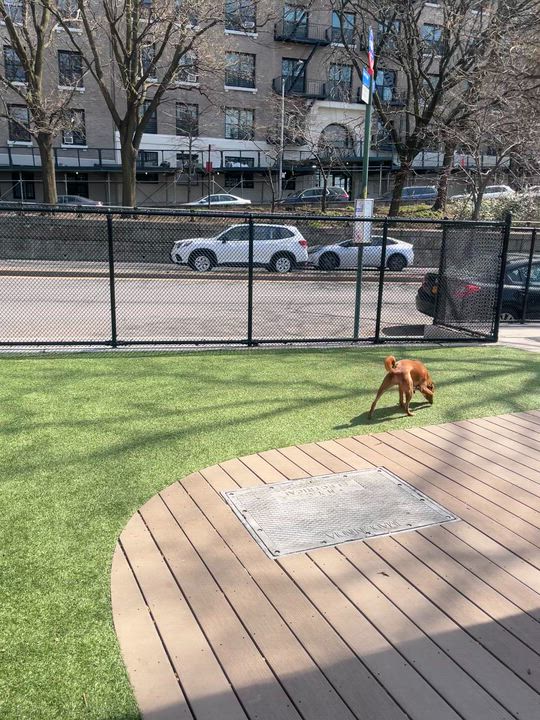 Enlarge Ruby, a Adoptable mixed breed in Brooklyn, NY video 6/6