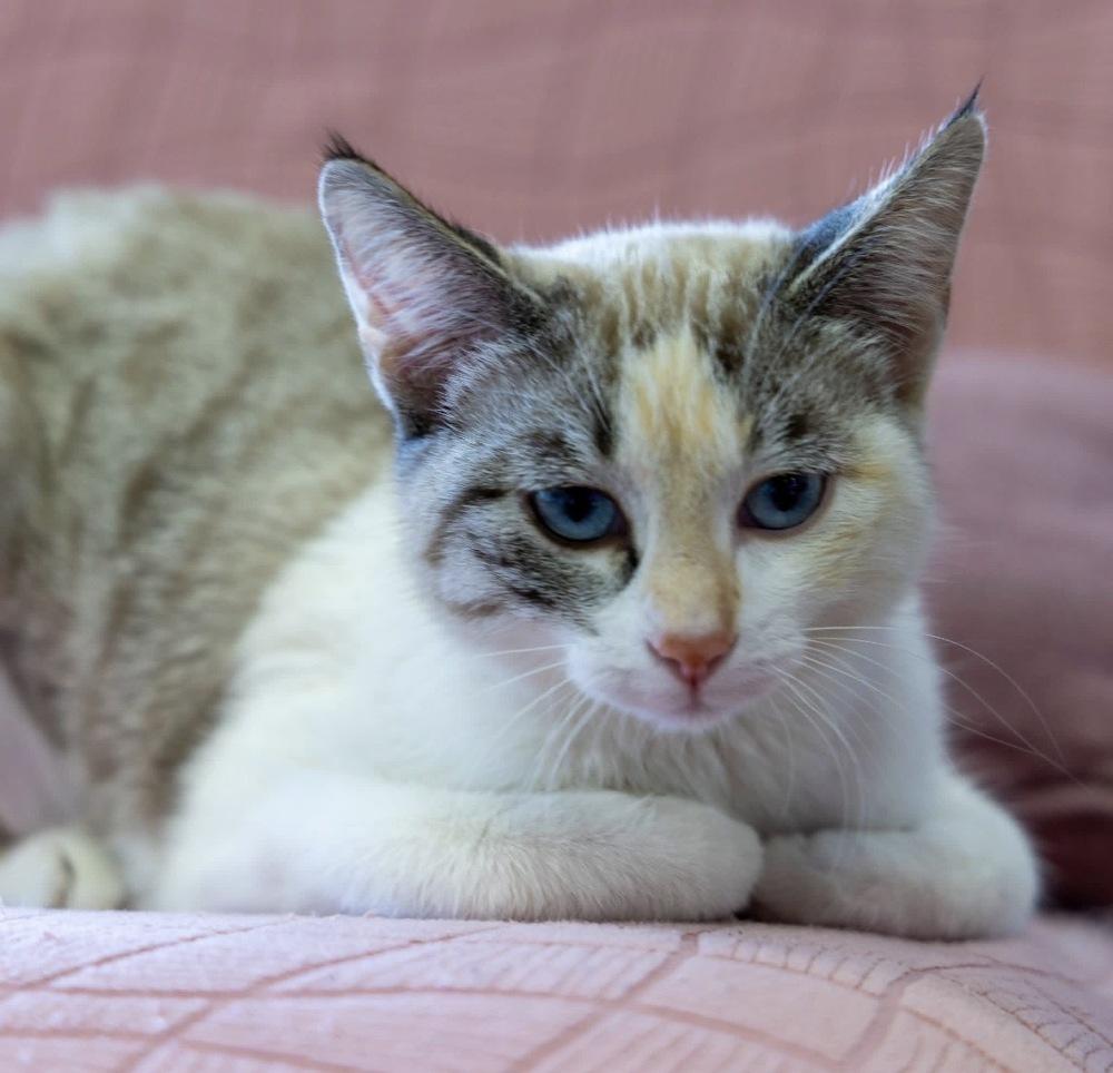 Enlarge **Cat Cafe** Madam, a Adoptable Domestic Short Hair in Topeka, KS image 2/2