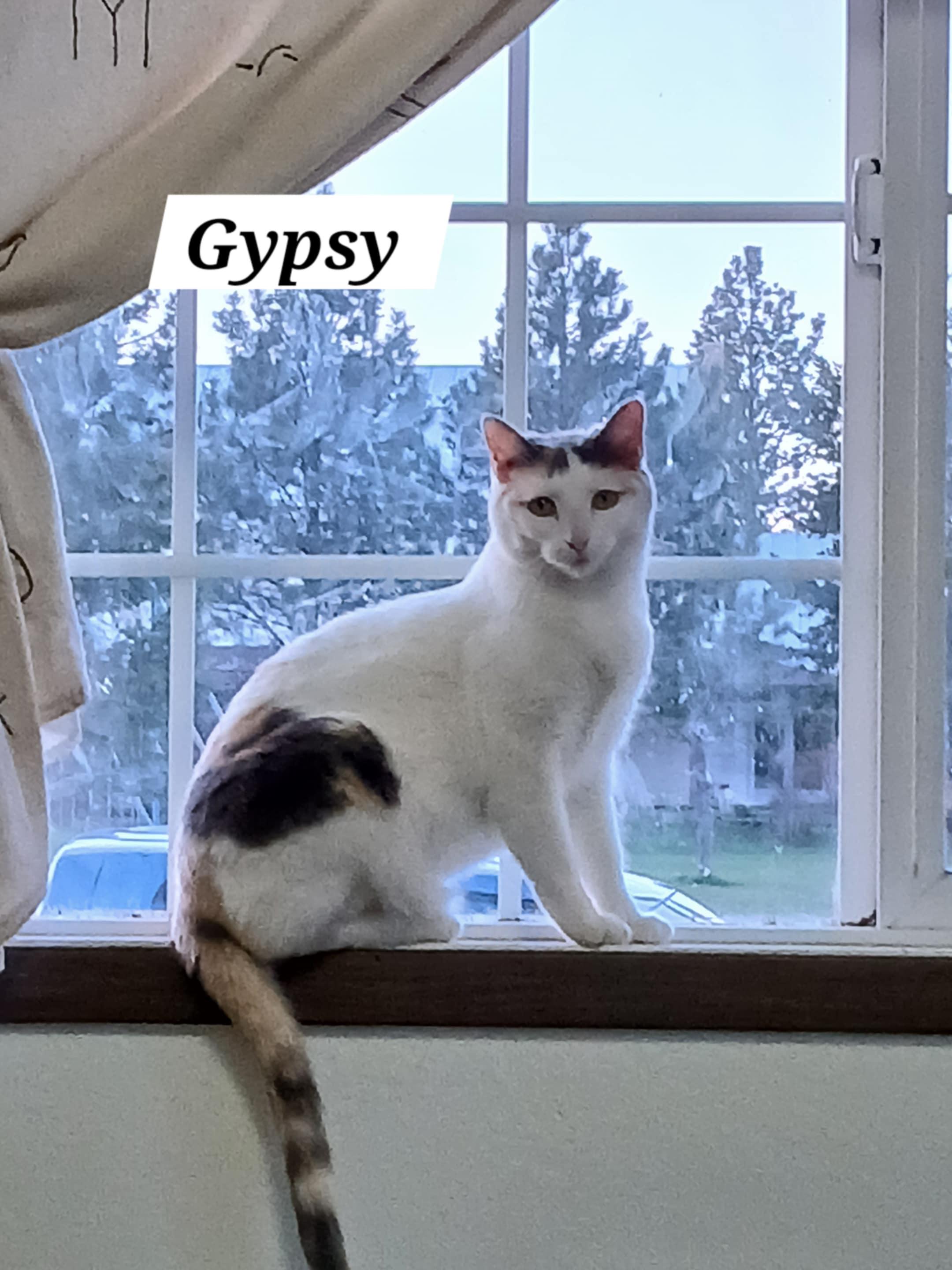 Gypsy, an adoptable Domestic Short Hair in Lewiston, ID, 83501 | Photo Image 2