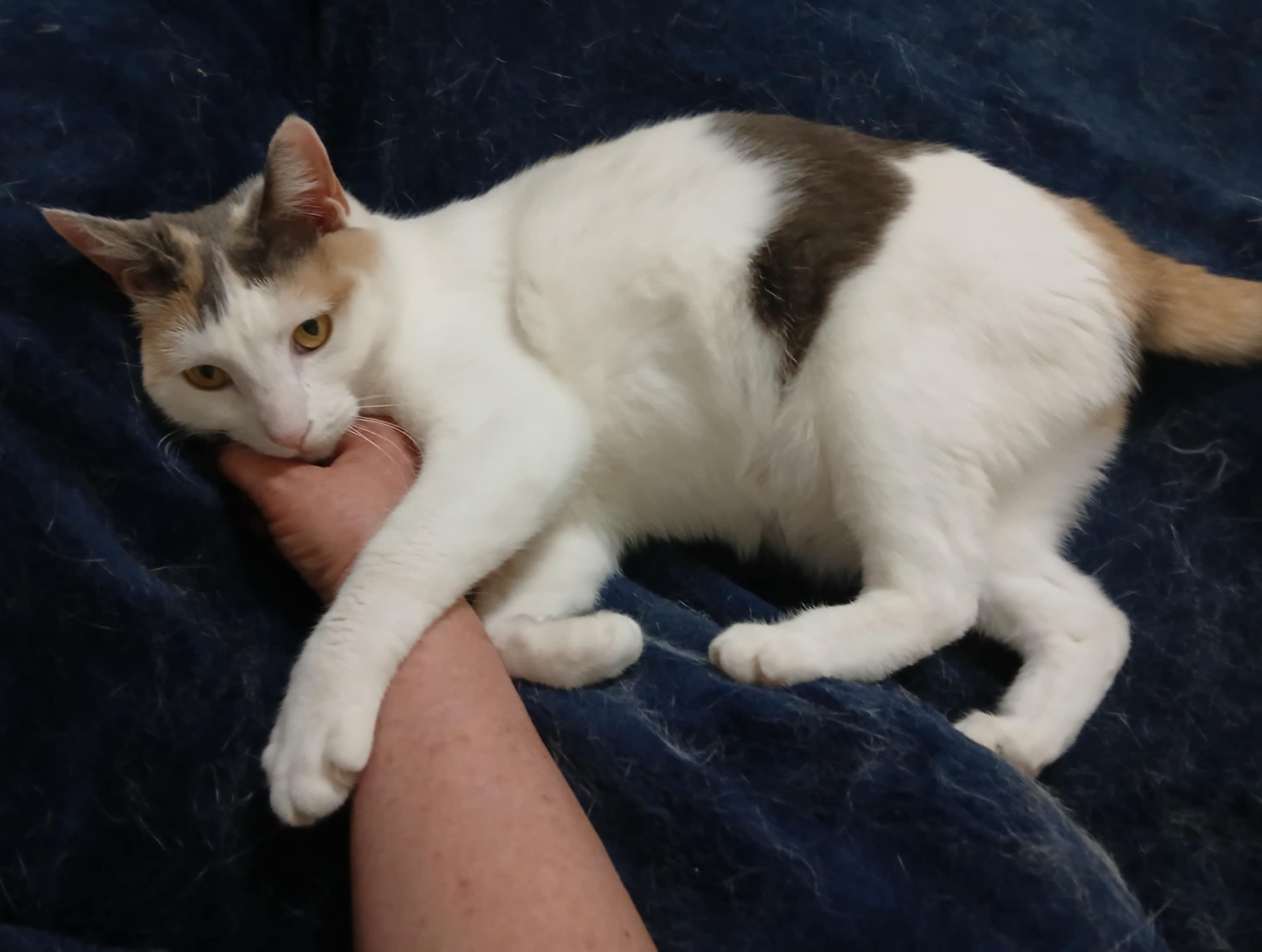 Gypsy, an adoptable Domestic Short Hair in Lewiston, ID, 83501 | Photo Image 1