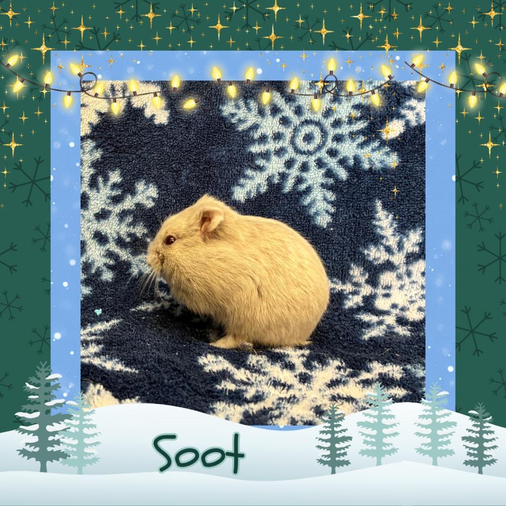 Enlarge Soot, a Adopted Hamster in Elizabethtown, KY image 1/2