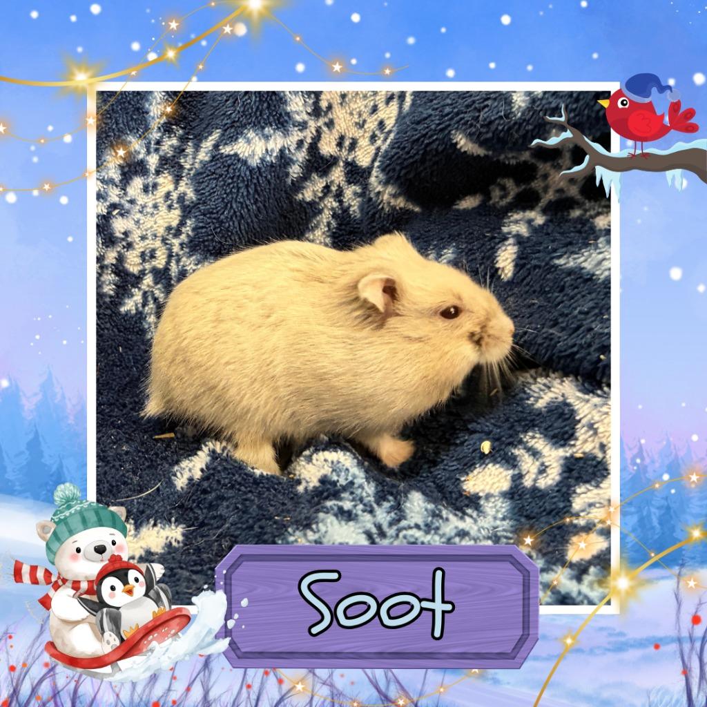 Enlarge Soot, a Adopted Hamster in Elizabethtown, KY image 2/2