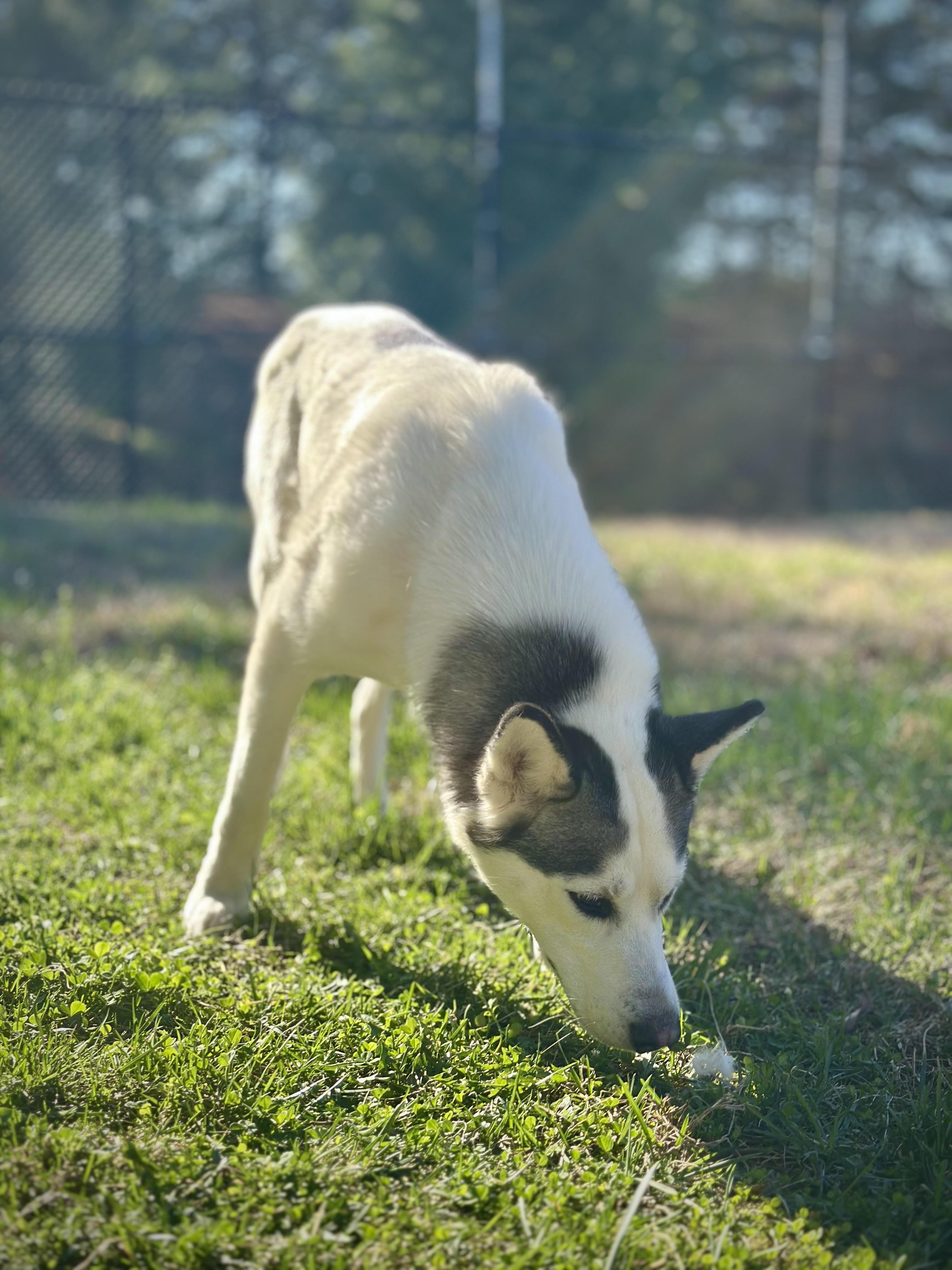 Enlarge Skylar, a ADOPTABLE mixed breed in Stafford, VA image 3/4