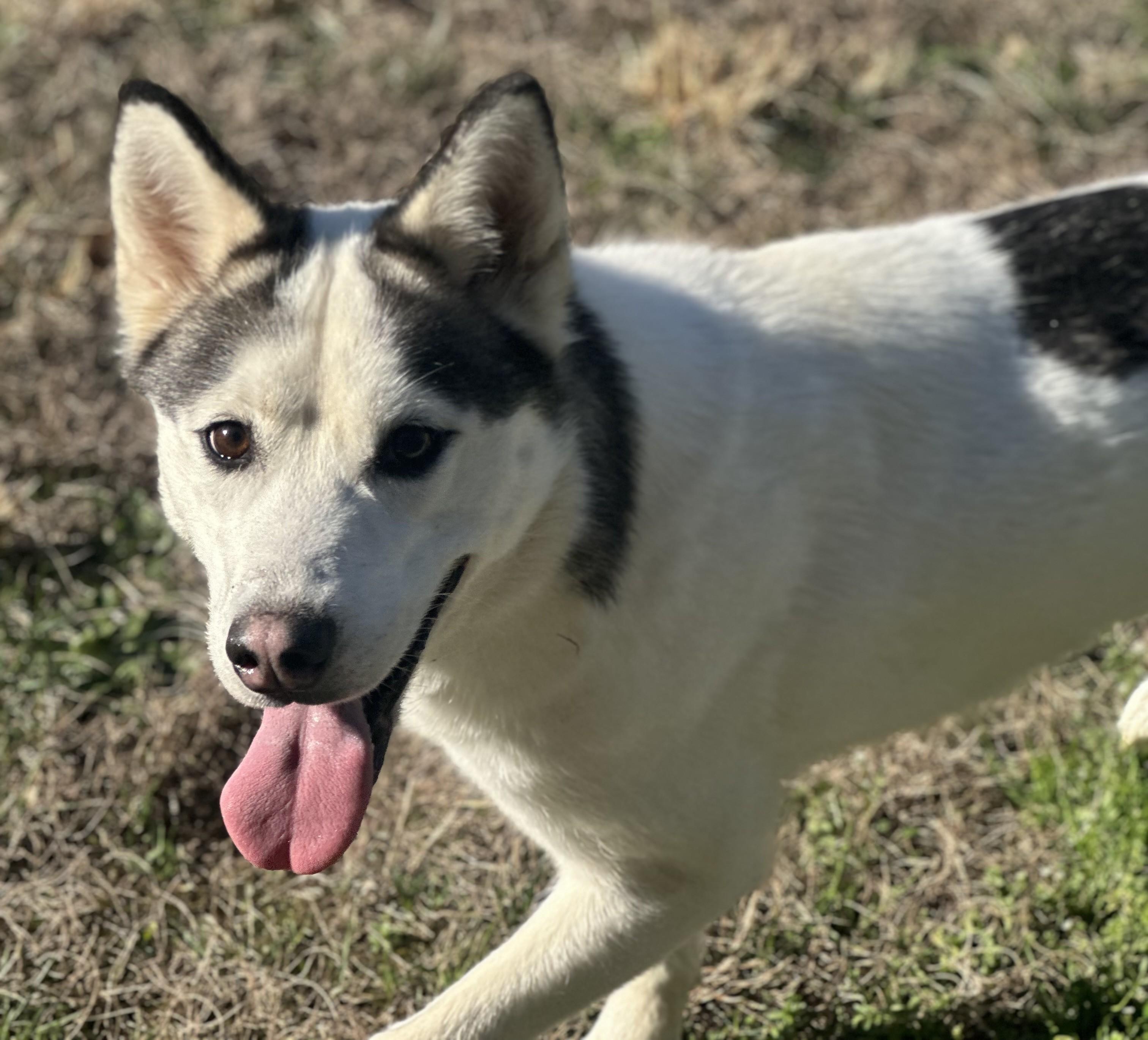 Enlarge Skylar, a ADOPTABLE mixed breed in Stafford, VA image 4/4