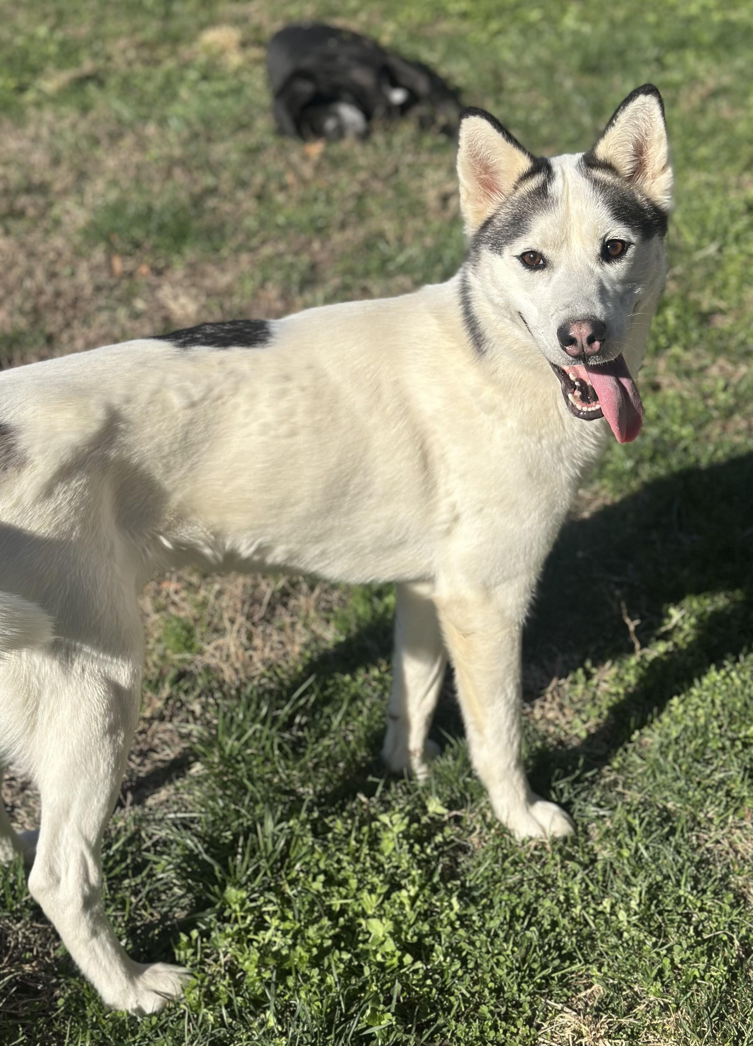 Skylar, ADOPTABLE, Young Female Husky & Mixed Breed.