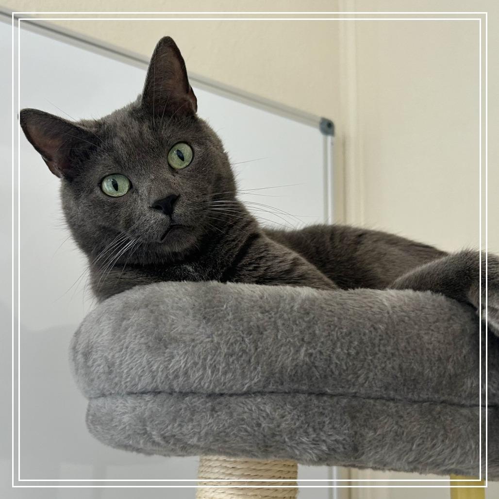 Enlarge Light, a Adoptable Domestic Short Hair in Johnson City, TN image 1/1