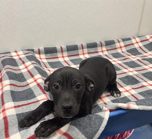 BRAXTON, Adoptable, Puppy Male Pit Bull Terrier & Mixed Breed.