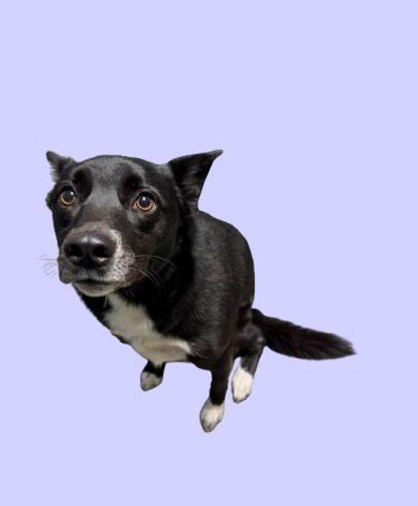 Capri-Sun, Adoptable, Adult Female Border Collie & Labrador Retriever.