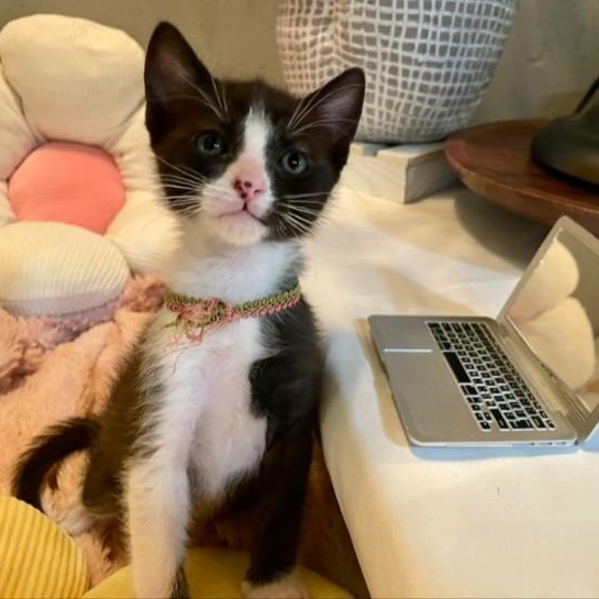 Cherry Pie, ADOPTABLE, Kitten Male Domestic Short Hair.