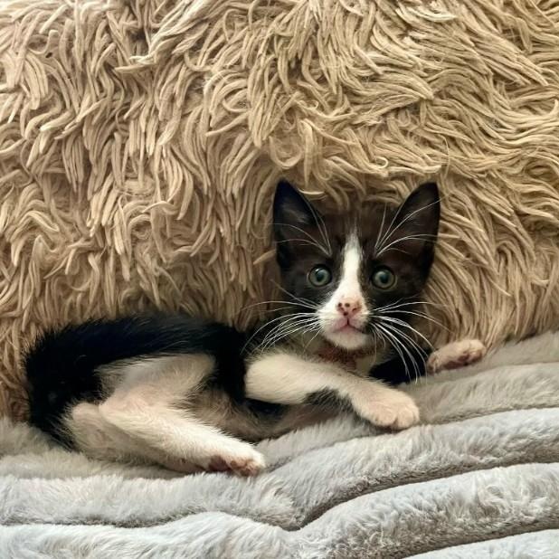 Cherry Pie, a ADOPTABLE Domestic Short Hair in Denver, CO image 2/3