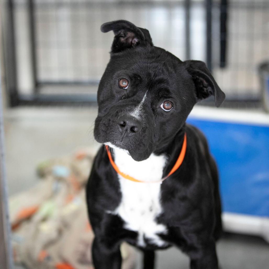 Havoc (MY26-11), Adoptable, Adult Male Staffordshire Bull Terrier.