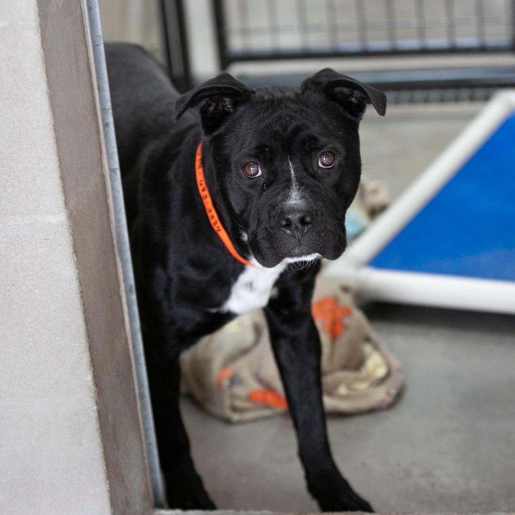Havoc (MY26-11), a Adoptable Staffordshire Bull Terrier in Peyton, CO image 2/5