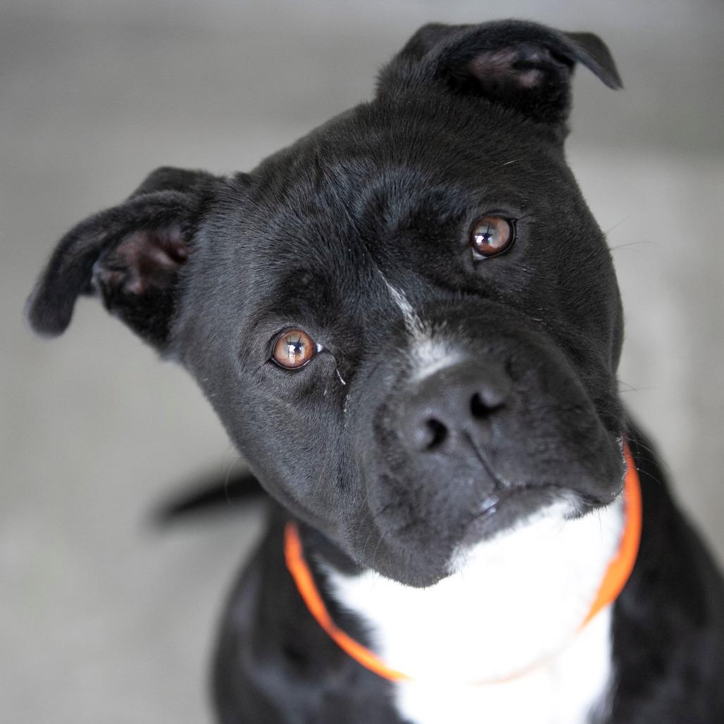 Havoc (MY26-11), a Adoptable Staffordshire Bull Terrier in Peyton, CO image 3/5