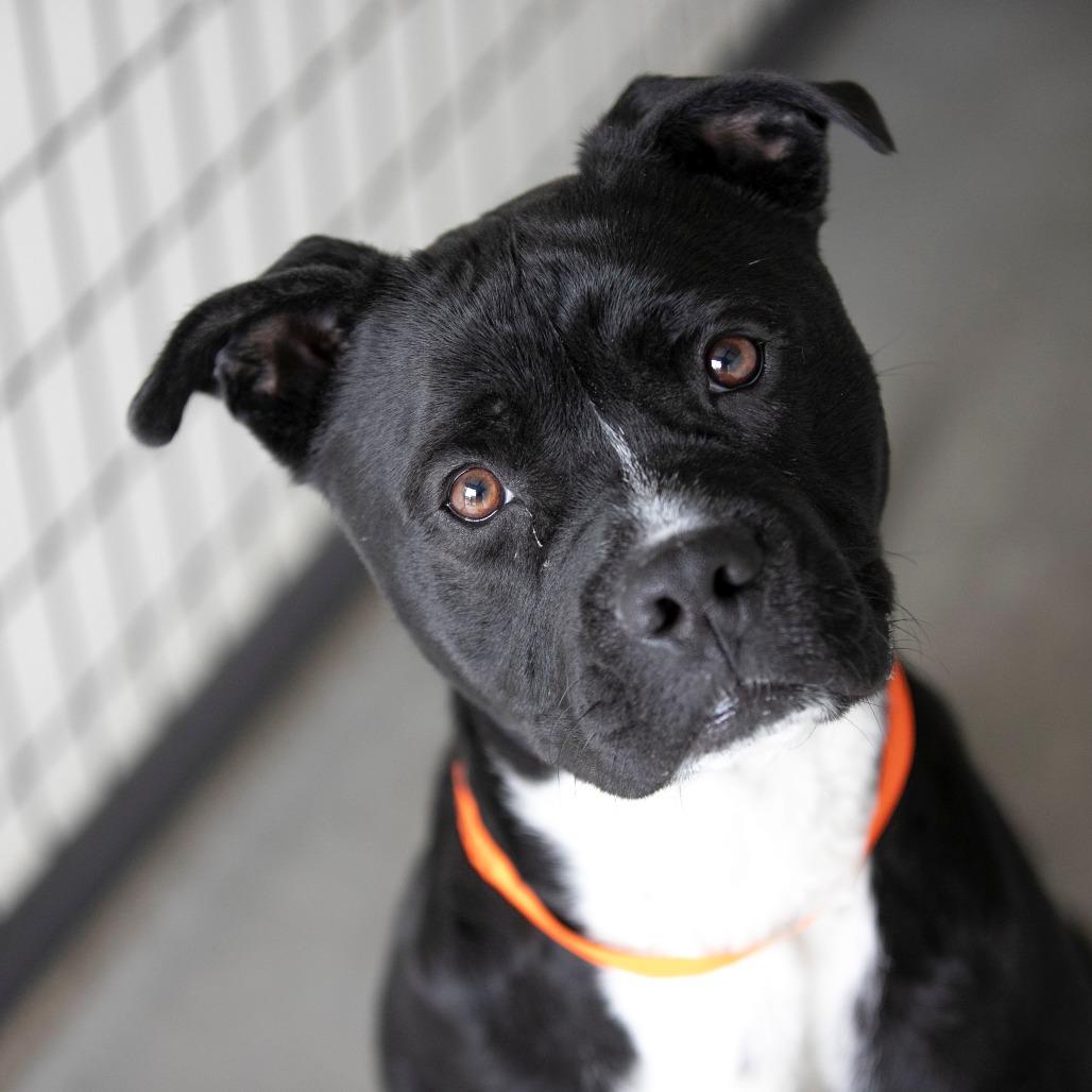 Havoc (MY26-11), a Adoptable Staffordshire Bull Terrier in Peyton, CO image 4/5