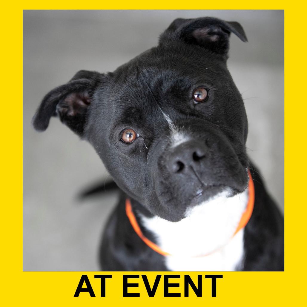 Havoc (MY26-11), a Adoptable Staffordshire Bull Terrier in Peyton, CO image 5/5