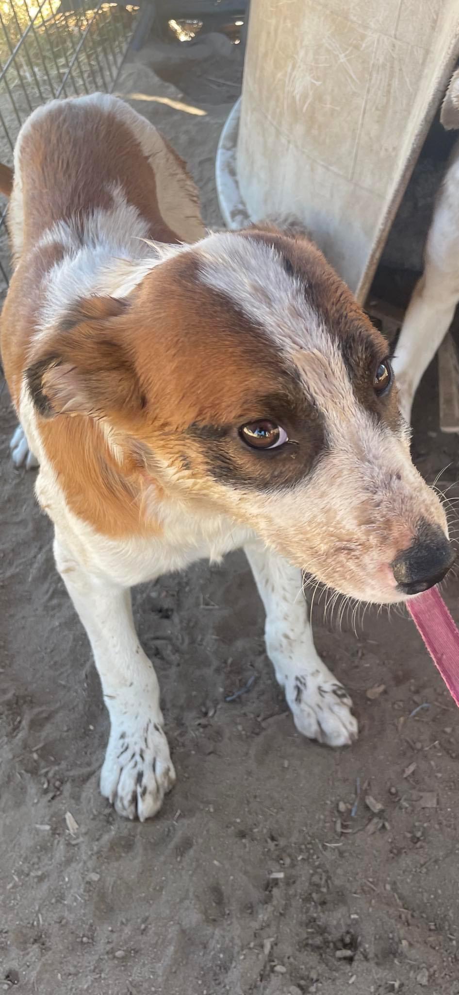 Enlarge Dina, an adoptable Cattle Dog in Fresno, CA image 1/2