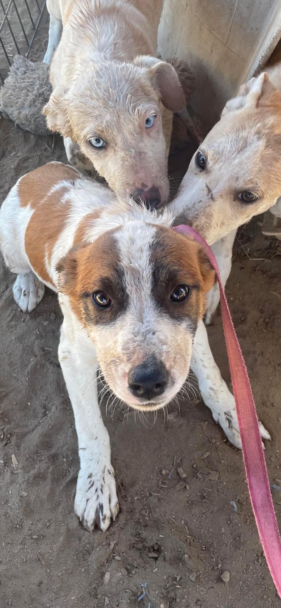 Enlarge Dina, an adoptable Cattle Dog in Fresno, CA image 2/2