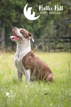 Molly, a Adoptable mixed breed in Hollywood, SC image 2/4