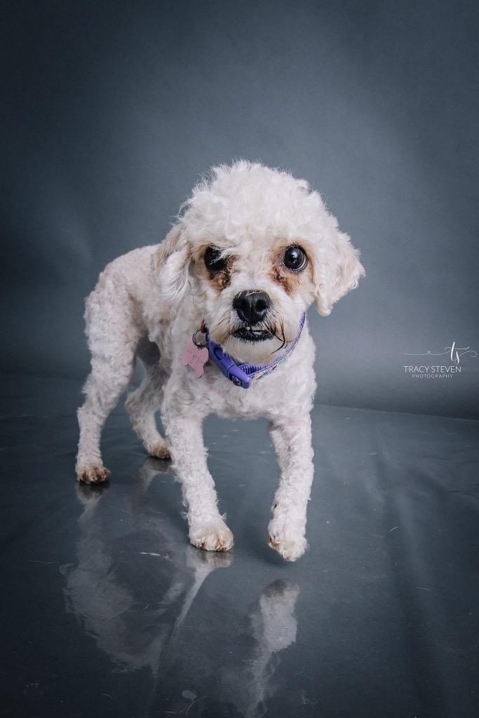 Enlarge Snowdrop, a Adoptable Poodle in CONROE, TX image 1/4
