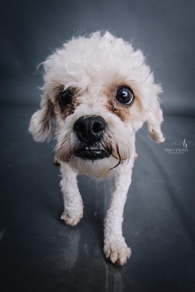 Enlarge Snowdrop, a Adoptable Poodle in CONROE, TX image 2/4