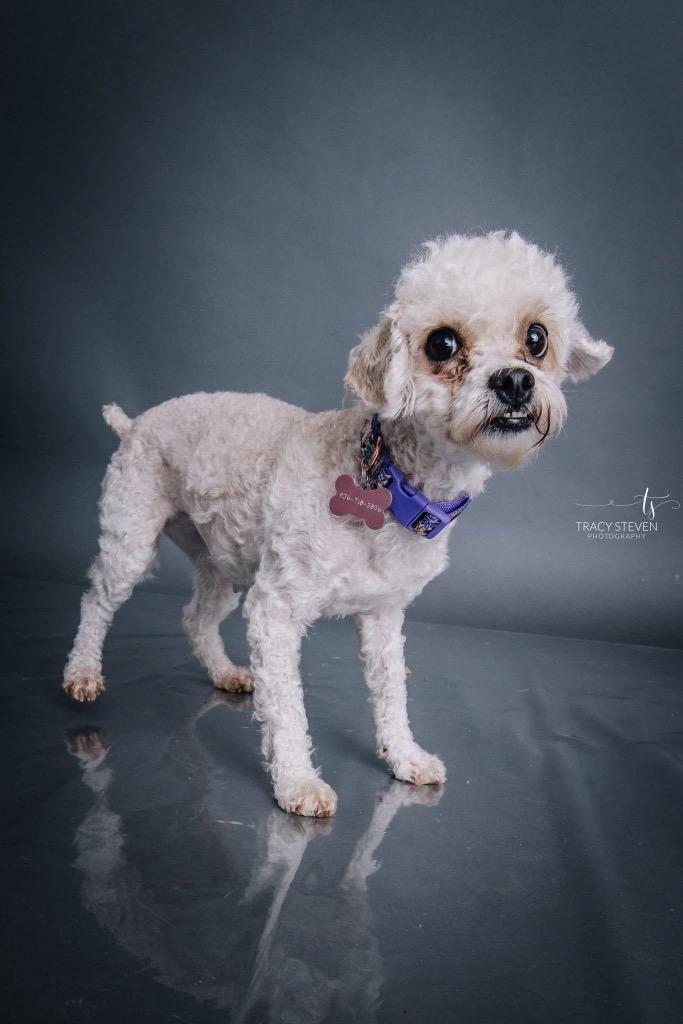 Enlarge Snowdrop, a Adoptable Poodle in CONROE, TX image 3/4
