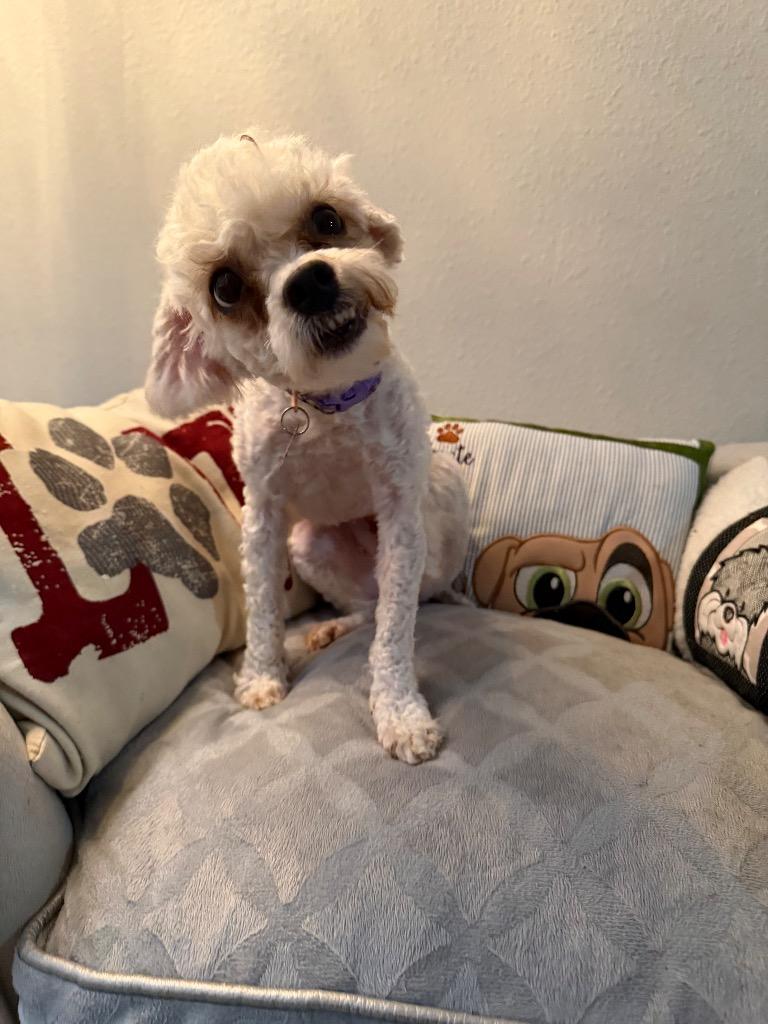 Enlarge Snowdrop, a Adoptable Poodle in CONROE, TX image 4/4