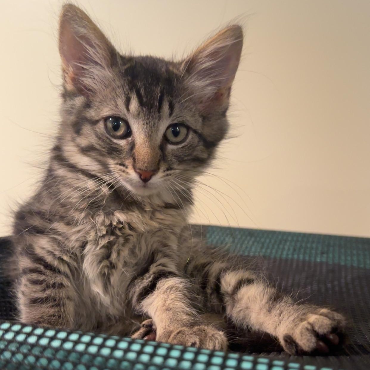 Graham, an adopted Domestic Medium Hair in East Amherst, NY image 2/4