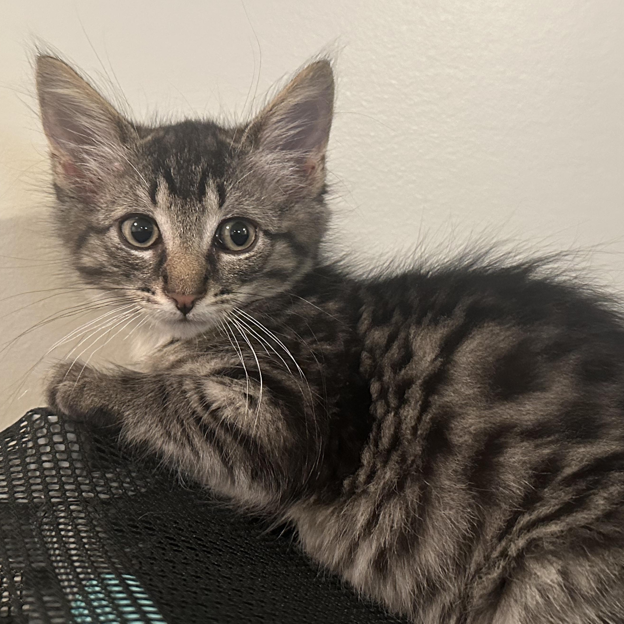 Graham, an adopted Domestic Medium Hair in East Amherst, NY image 3/4