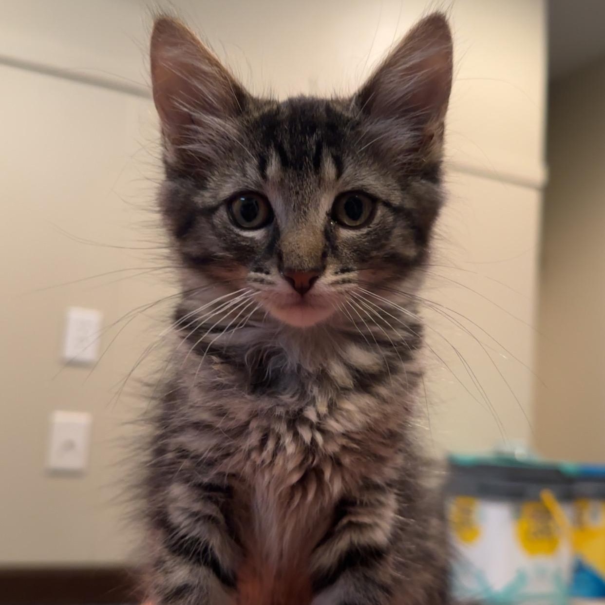 Graham, adopted, Kitten Male Domestic Medium Hair.