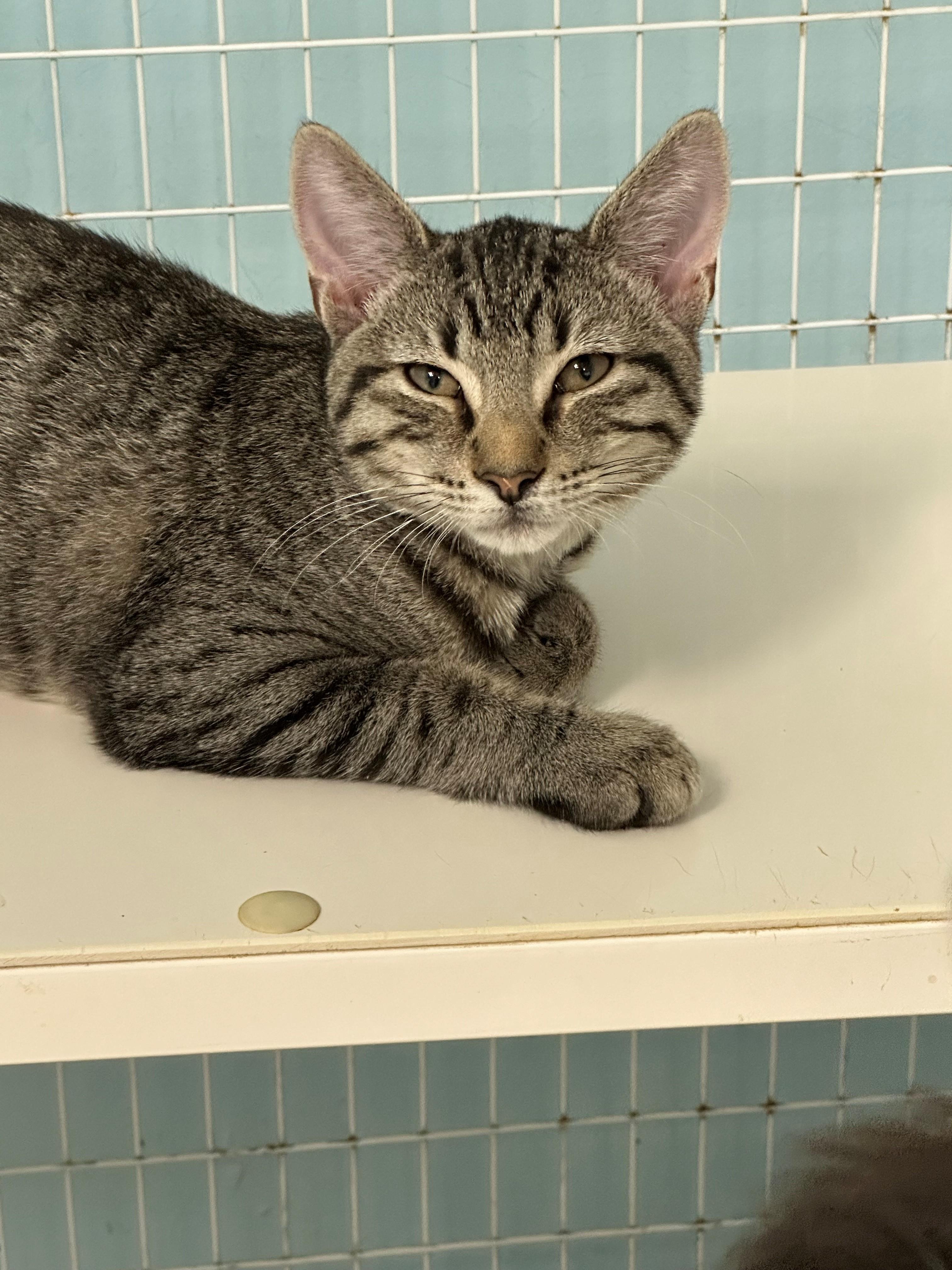 Enlarge Freddy, a Adopted Domestic Short Hair in Margate, FL image 1/2