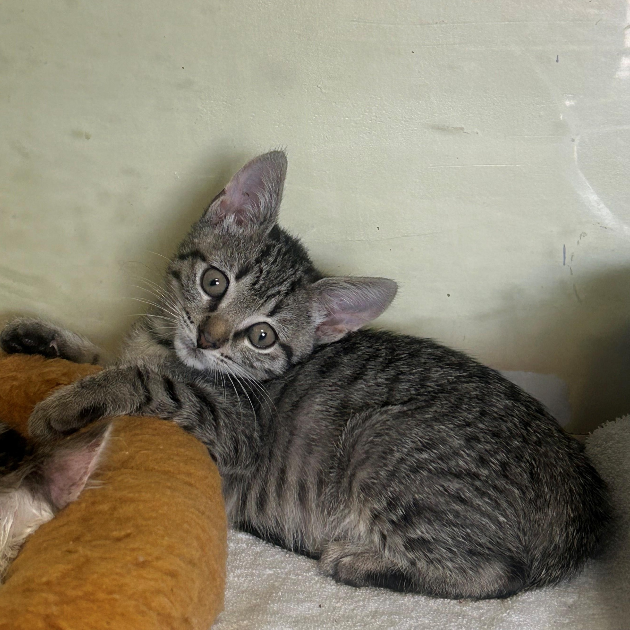 Enlarge Freddy, a Adopted Domestic Short Hair in Margate, FL image 2/2