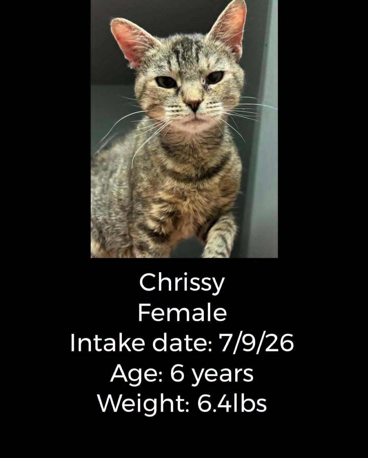 Enlarge Chrissy, a Adopted Domestic Short Hair in Staffordsville, KY image 1/1