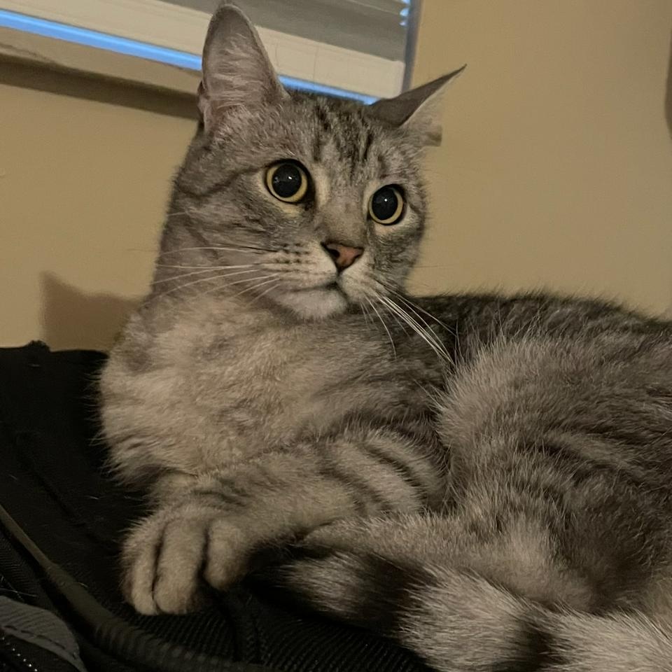 Max Domestic Short Hair Cat